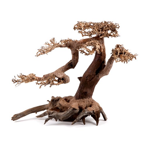 유피코리아 모스트리 분재유목 M442