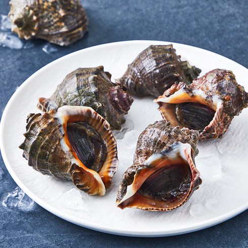 참소라 - 피시원 산지직송 자연산 생물 참소라 (냉장), 1kg(중, 6~9미), 1개