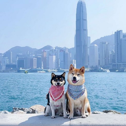 [홍콩] [하나투어]인천출발 그레이터베이항공 [출발확정]홍콩/마카오 4일 #CHP141HBC