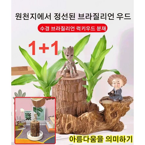 1/1+1 브라질리언 럭키우드 분재 나무분재, 지름78cm높이10cm, 브라질 나무 세라믹 팔레트 밀짚모자 승려 랜덤