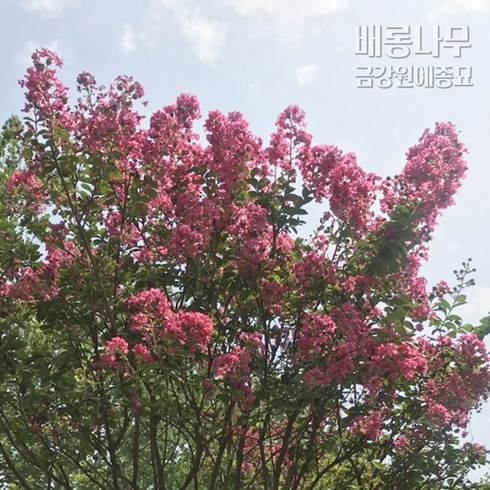 베롱나무 - 배롱나무(백일홍 나무) 금강원예, 배롱나무(H1.8XR2), 1개