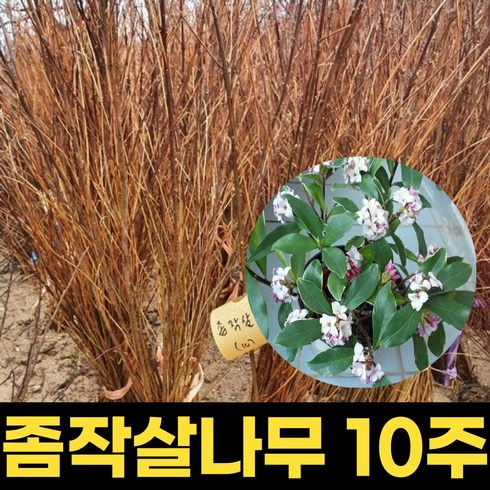 좀작살나무 묘목10주 80cm 개화주 좀작살나무 꽃나무, 1개