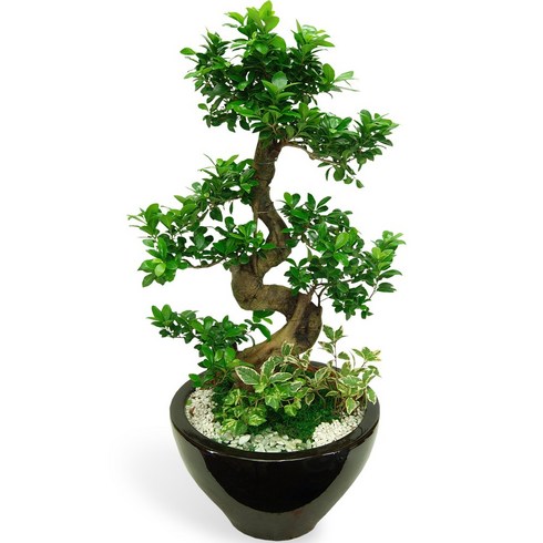 개업화분돈나무꽃배달 TOP01