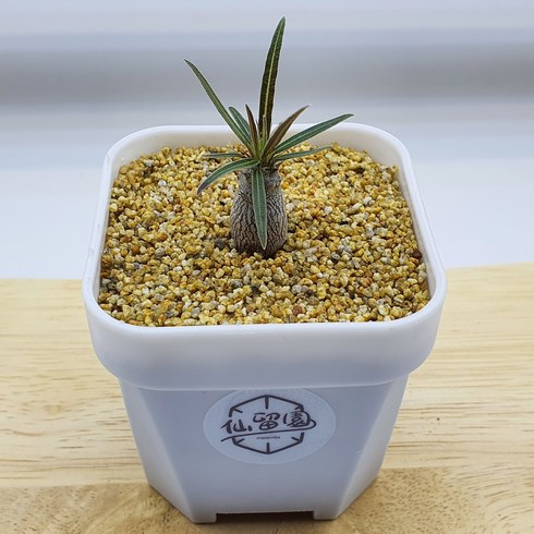 파키포디움 그락실리우스 Baby(Pachypodium rosulatum var gracilius), 1개