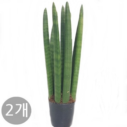트리앤 1+1 스투키/ 본쉘 스투키 공기정화 식물, 09.  1+1 일자형 30cm 7촉 1개