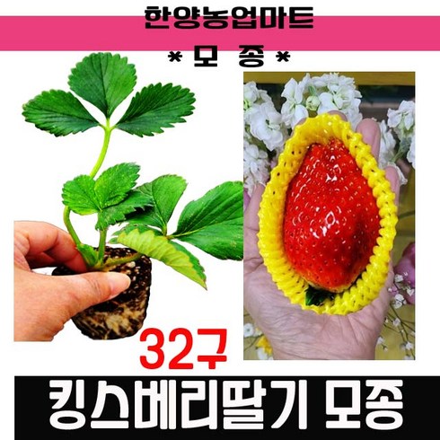 모종-(무료배송)킹스베리 딸기모종 1판 32구/32개/묘목/대왕딸기/왕서방딸기