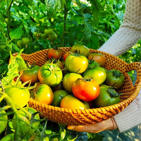 농협인증 대저 짭짤이 토마토, 1박스, 2.5kg (M과)