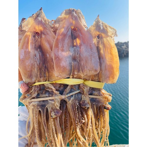 동해안 건조오징어 마른 오징어 1kg (20미) 당일배송, 1박스