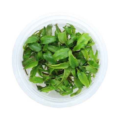 크립토코리네 누리2 조직배양 수초