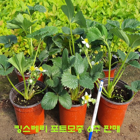 킹스베리 딸기 모종 6주 판매 (10cm 컵포트묘), 킹스베리 컵포트 6주