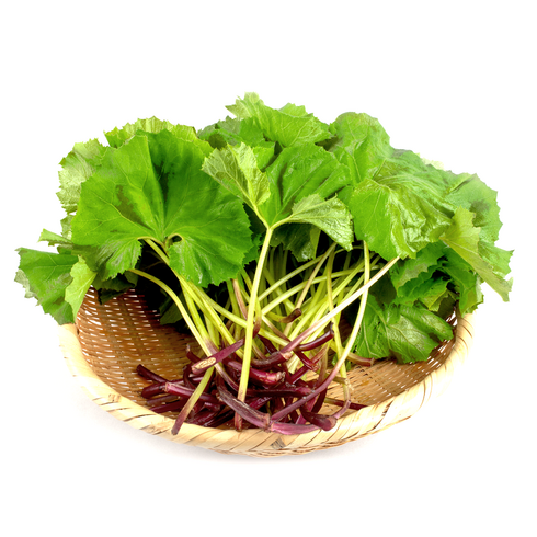 해풍맞은 해남 생머위 머위나물 머위잎 머위순, 1개, 2kg