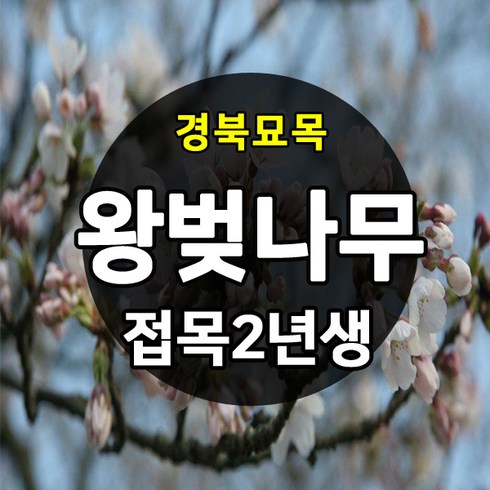 [경북농원] 왕벚나무묘목 2년생, 1개