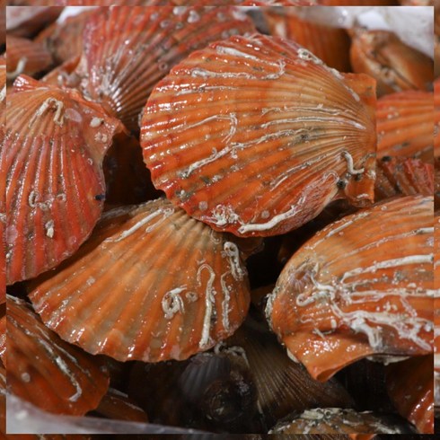 통영 생물 홍가리비 1kg 2kg 3kg 5kg 세척 가리비 제철 손질 조개 구이, <a.2> 홍가리비 2kg., 1개’/></a></p>
<p class=