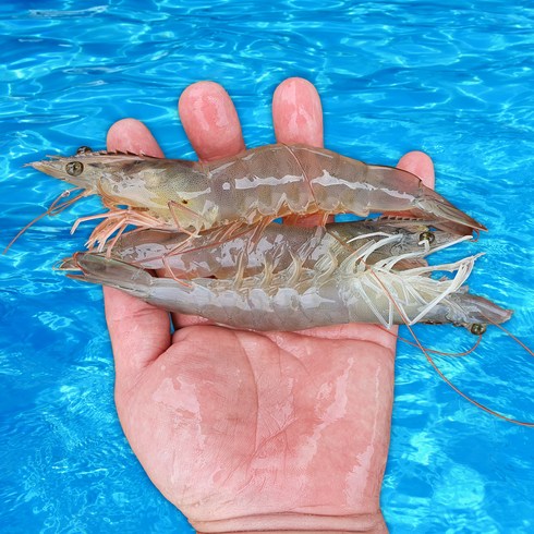 당일작업) 국내산 새우 대하 횟감용 흰다리새우, 2kg, 1개