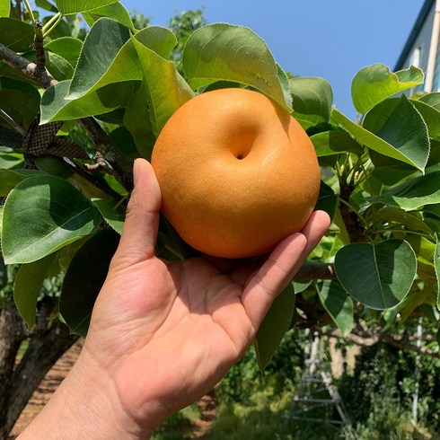 나주배 5kg 가정용 실속형, 5kg_가정용 / 11~12과, 1개