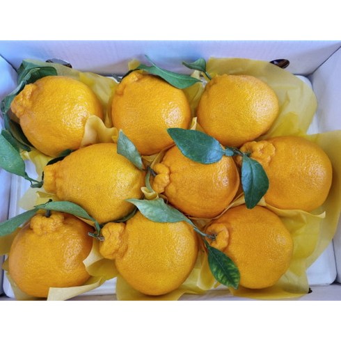 제주 선물용 한라봉 3KG 5KG 가정용 2BOX묶음, 1개, 선물용5KG 2박스묶음