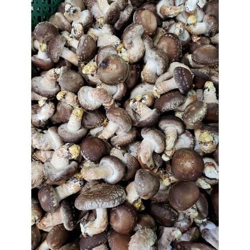 송화버섯 - [젊은농부] 송화버섯 못난이 5kg 10kg 업소용 음식점 공품 파지 건조용 국물용 7일택배마감, 못난이5kg, 1개