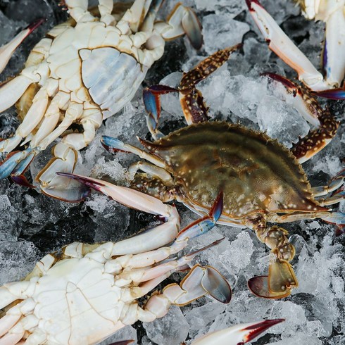 [당일조업] 태안 신진도 빙장 활 꽃게 (암수혼입), 2kg (6~10미), 1개