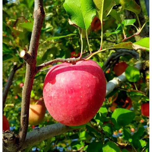 청송 문경 부사 못난이 주스용 쥬스용 흠집 껍질째 먹는 사과, 쥬스용 사과 (혼합) 8kg, 1개