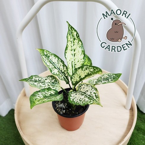 스노우사파이어 10cm 아글라오네마 수경재배 식물 공기정화 대성식물, 1개