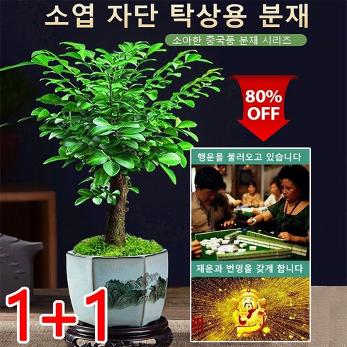 1+1 소엽 자단 분재 재물 나무 실내공기정화식물 미니 화분 행운이다/재물을 모으다 (종자50알), 50g, 자단 종자x12