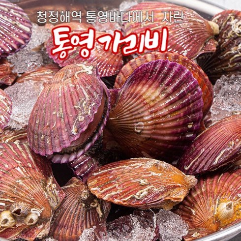 2023년 가성비 최고 비단가리비 - [산지직송] 1+1행사 통영 제철 세척 알이통통 홍가리비 비단가리비 다이어트 캠핑 (1kg기준 25~35미), 2kg+2kg