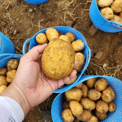 강원도 인제 두백감자도 특대 왕특, 10kg 대, 1개