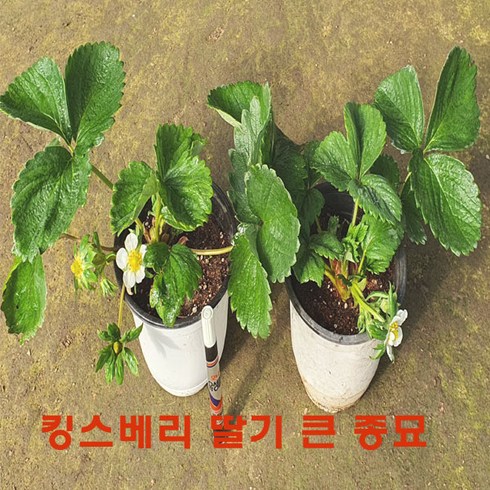 킹스배리 딸기 모종 (대왕딸기 15cm 큰 화분 1set =2주 ) 판매., 1개