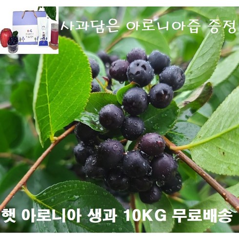 아로니아 - 2024년 햇아로니아 생과5kg(꼭지제거 세척) / 사과즙 아로니아즙 증정