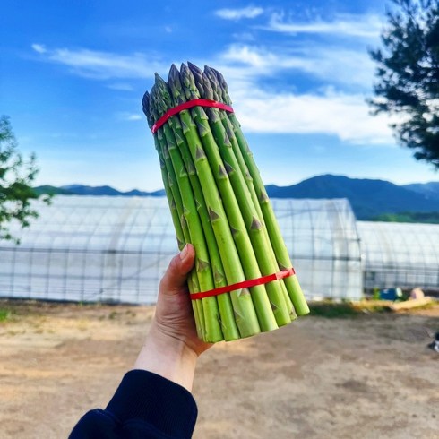 아스파라거스 - 국산 생 아스파라거스 1kg (강원도 화천 당일수확), 가정용 비품_혼합 1kg(순차발송), 1개