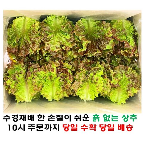 상추4kg - (쌈바쌈바) 산지 직배송 꽃상추 1kg 2kg 4kg [국산:경남고성군], 1개