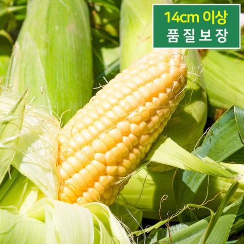 초당옥수수 - [품질보증] A급 당도선별 프리미엄 고당도 초당옥수수, 1박스, 초당옥수수 20개