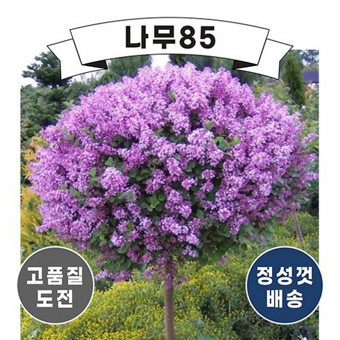 (나무85) 사계왜성향기라일락 5종 시리즈, 3.팔라빈 스탠다드형 (키 150cm 내외), 1개