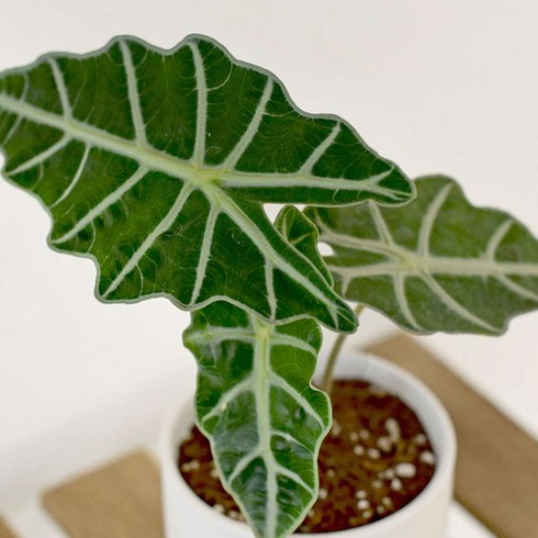 거북 알로카시아 원형 세라믹 화분 식재 세트 마이플랜트, 거북알로카시아원형세라믹화분식재세트