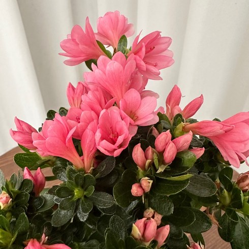 방울철쭉 1+1 온정원 꽃화분 봄꽃 공기정화식물, 1개