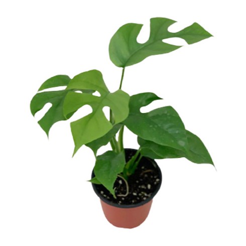 대성식물 실내 공기정화식물, 1개, 히메몬스테라(10cm)