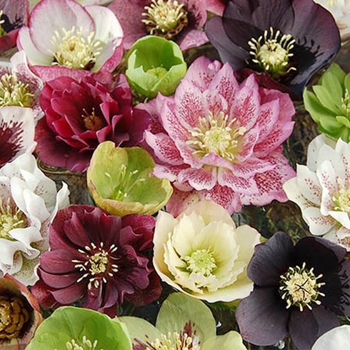 겹크리스마스로즈(12cm슬릿) 17종_택1 헬레보러스 노지월동 야생화 정원꾸미기 겨울꽃, 08.블랙스포티드, 1개