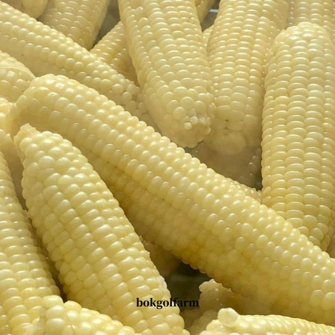 고성옥수수 - 강원도 찰옥수수 냉동옥수수 찐 삶은옥수수 진공포장, 10개, 냉동찰옥수수