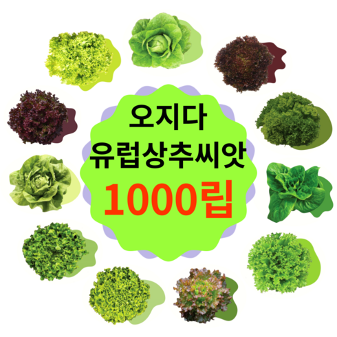 유럽상추씨앗 TOP01