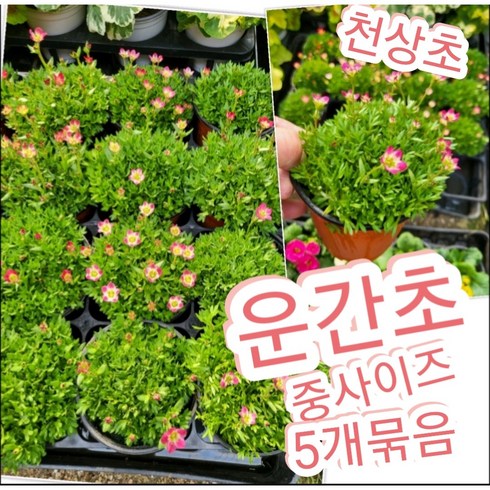 운간초-중-5개묶음/천상에서 피는 꽃 천상초, 5개