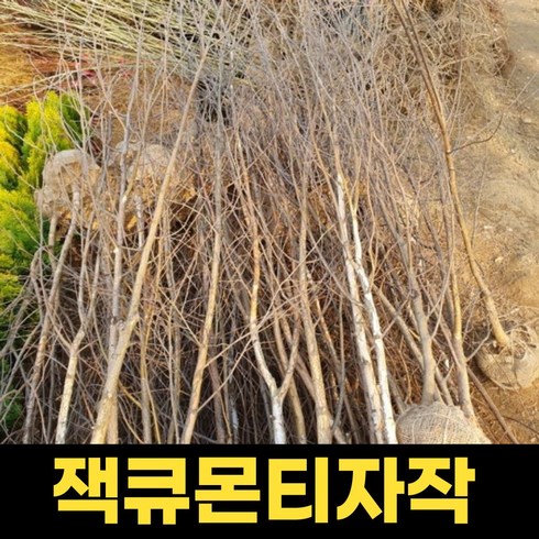 잭큐몬티자작 묘목 4년생 1주 조경수 묘목 포트묘, 1개