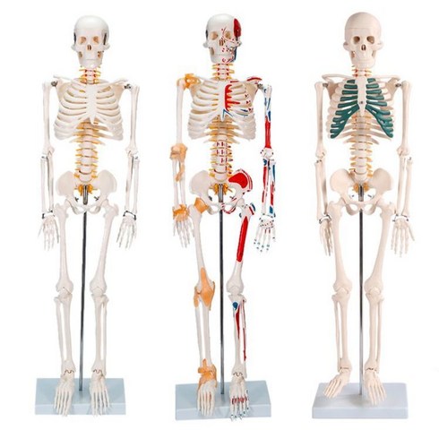 인체 해부 전신 모형 뼈모형 탈부착 해부학 척추, 180CM컬러