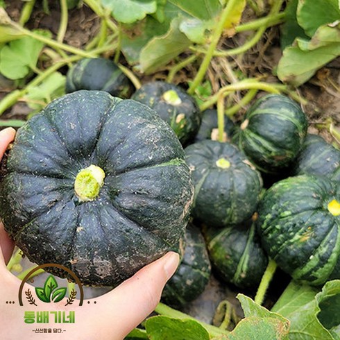 제주단호박 - 동배기네 제주 미니 단호박 밤호박 보우짱 3kg (5~10과), 1박스