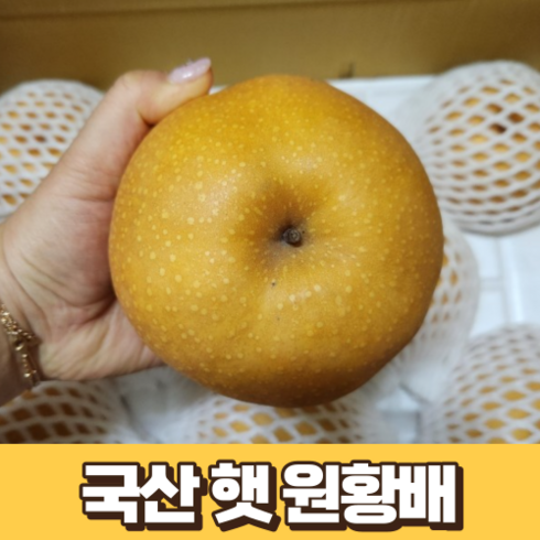 배제철 TOP01