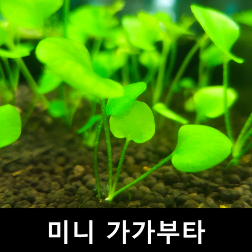 [수초몰] 미니 가가부타 초보자수초 자연수초 레어템, (특가) 1촉
