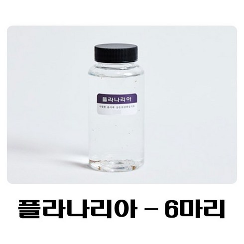 생물농장 플라나리아6마리