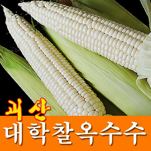 괴산대학 찰옥수수 30개 - 괴산 대학 찰옥수수 30~20개 18cm내외 괴산직발송 특상품, 1박스, 생옥수수30개