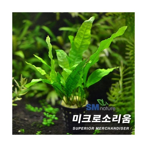 미크로소리움 [1포트], 단품