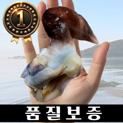 []당일조업[] 여수 새조개 2.5kg 완전손질 실중량 500g 횟감 샤브샤브, 1개, 최상품500g