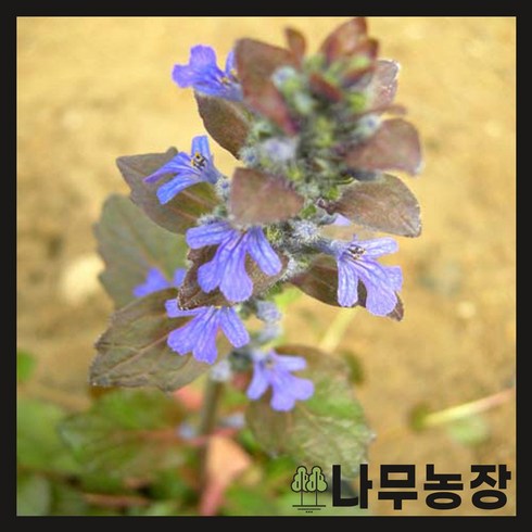 아주가 - (나무농장) 야생화 아주가 포트, 50개